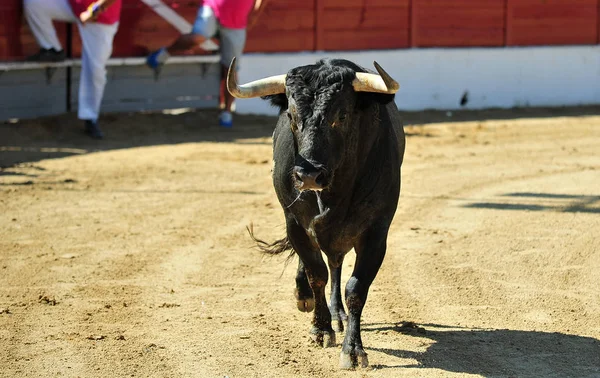 Bull Kampen Spanien Tjurfäktningsarena — Stockfoto