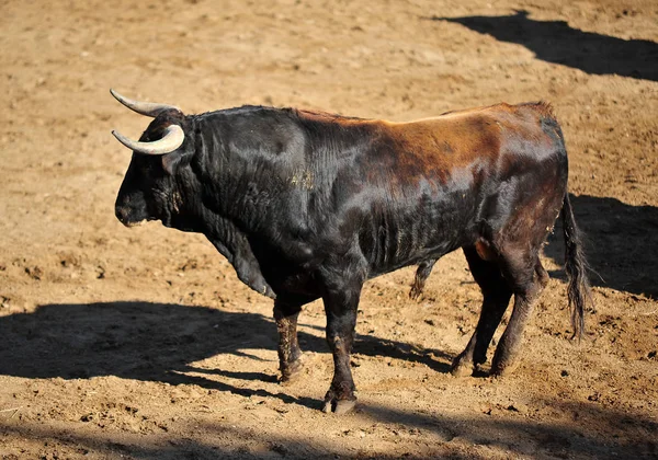 Stierkampf Spanien Stierkampfarena — Stockfoto