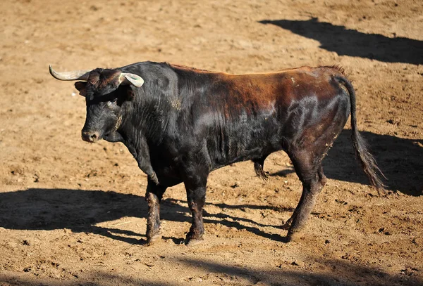 Bull Boj Španělsku Aréně — Stock fotografie