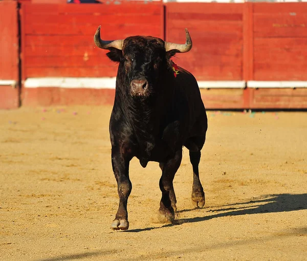 Bull Španělsku Velkými Rohy — Stock fotografie