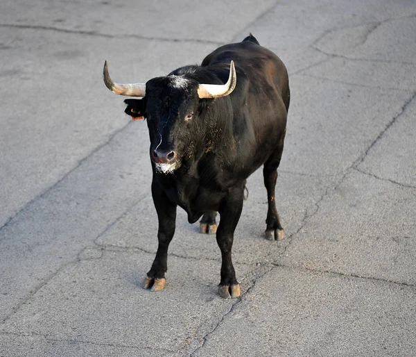 Tjuren Spanien Med Stora Horn — Stockfoto