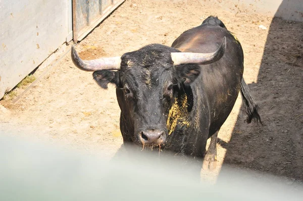 Tjuren Spanien Med Stora Horn — Stockfoto