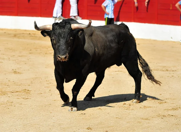 Tjuren Spanien Med Stora Horn — Stockfoto