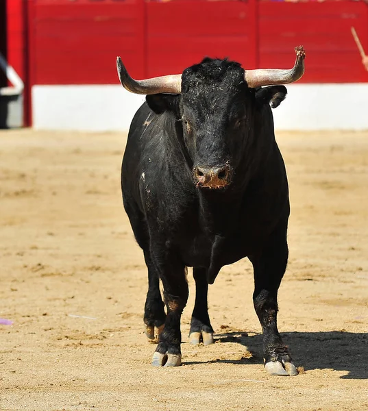 Touro Espanha Com Chifres Grandes — Fotografia de Stock