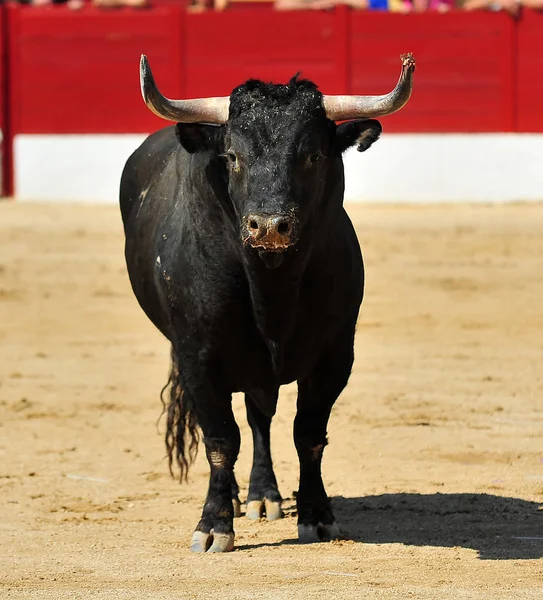 Бик Іспанії Великими Рогами — стокове фото