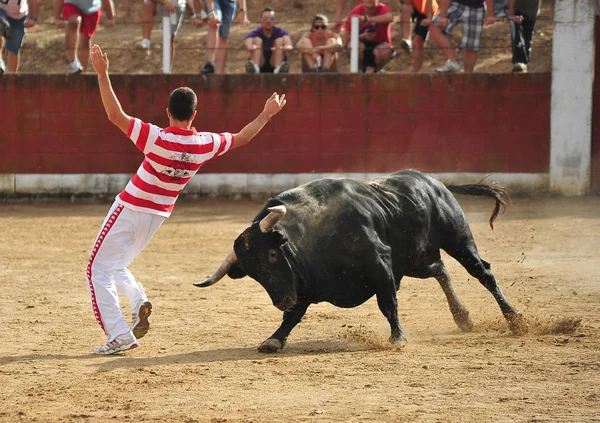 Tjuren Spanien Med Stora Horn — Stockfoto