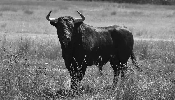 Taureau Espagne Avec Grandes Cornes — Photo