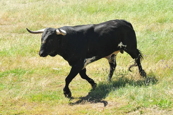 Toro Nel Campo Spagna — Foto Stock