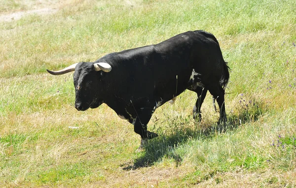 Toro Nel Campo Spagna — Foto Stock