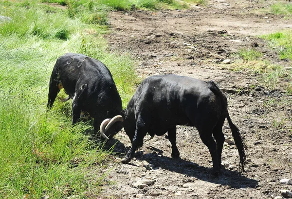 Bull Field Spain — Stock Photo, Image