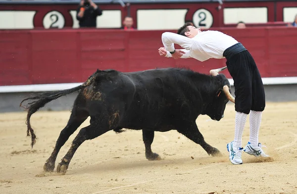 Bull Oblasti Španělsku — Stock fotografie