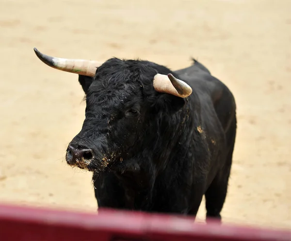 Stier Het Veld Spanje — Stockfoto