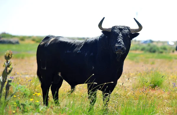 Stier Het Veld Spanje — Stockfoto