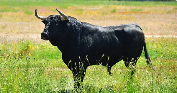 Toro Nel Campo Spagna — Foto Stock