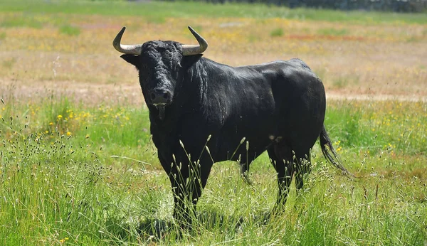 Touro Campo Espanha — Fotografia de Stock