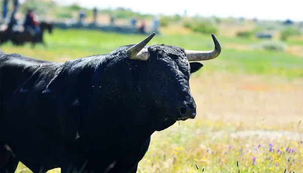 公牛在西班牙的领域 — 图库照片