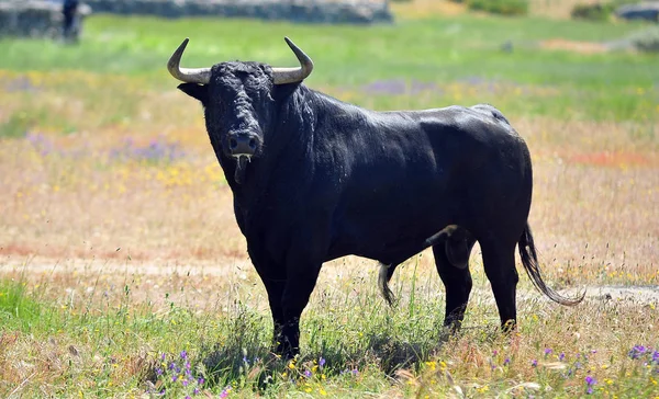 Strong Bull Spain — Stock Photo, Image