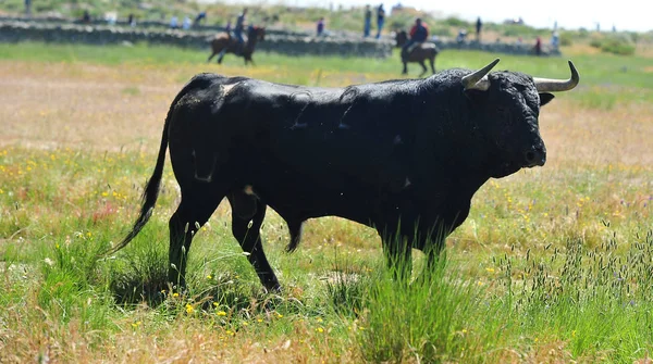 Starker Bulle Spanien — Stockfoto