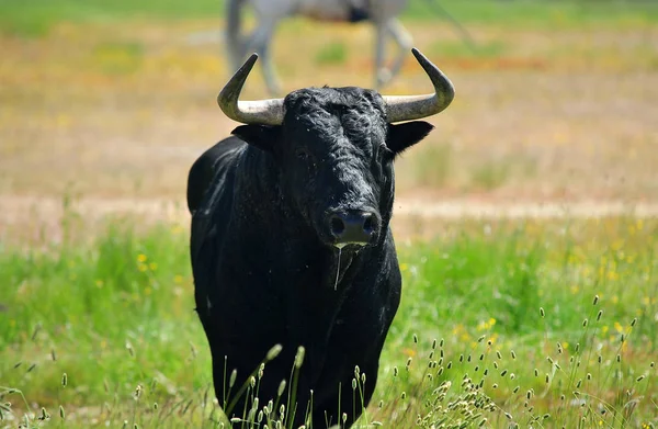 Ισχυρή Bull Στην Ισπανία — Φωτογραφία Αρχείου