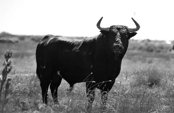 Toro Fuerte España — Foto de Stock