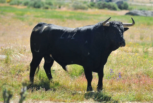 Toro Fuerte España — Foto de Stock