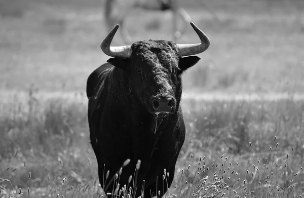 Toro Fuerte España — Foto de Stock