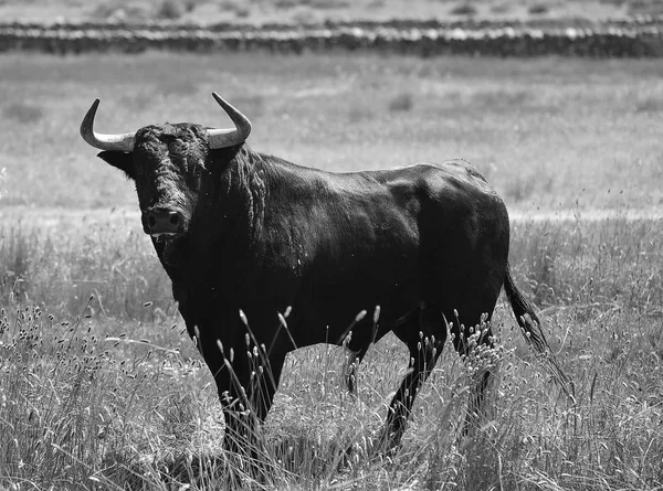 Strong Bull Spain — Stock Photo, Image