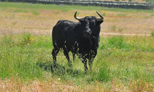 Toro Fuerte España —  Fotos de Stock