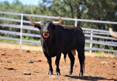 alanında bulunan İspanya boğa