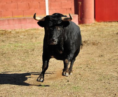 Arena içinde çalışan İspanya boğa