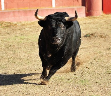 Arena içinde çalışan İspanya boğa