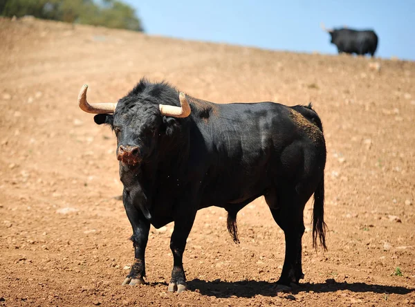 Toro Nel Campo Spagna — Foto Stock