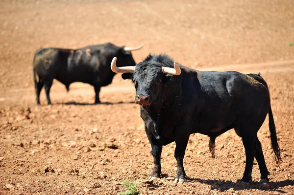 Bulle Auf Dem Feld Spanien — Stockfoto