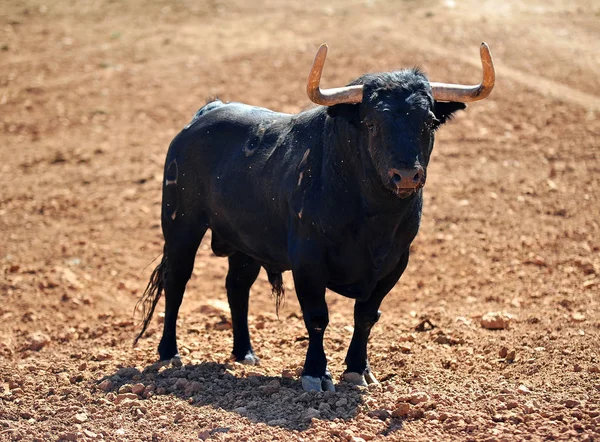 Toro Nel Campo Spagna — Foto Stock