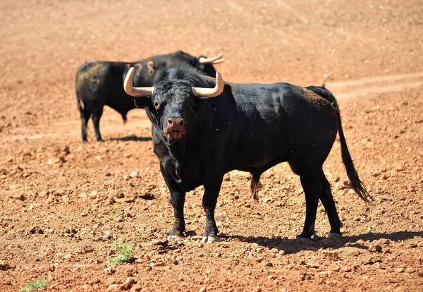 Tjuren Fältet Spanien — Stockfoto