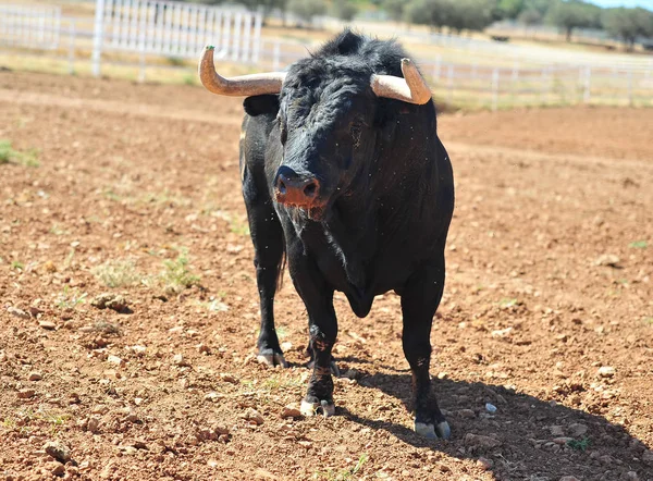 Bull Oblasti Španělsku — Stock fotografie