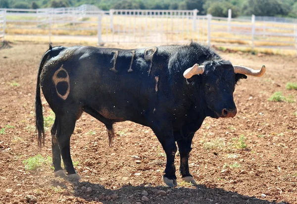 Taureau Dans Champ Espagne — Photo