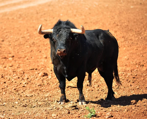 Bull Oblasti Španělsku — Stock fotografie