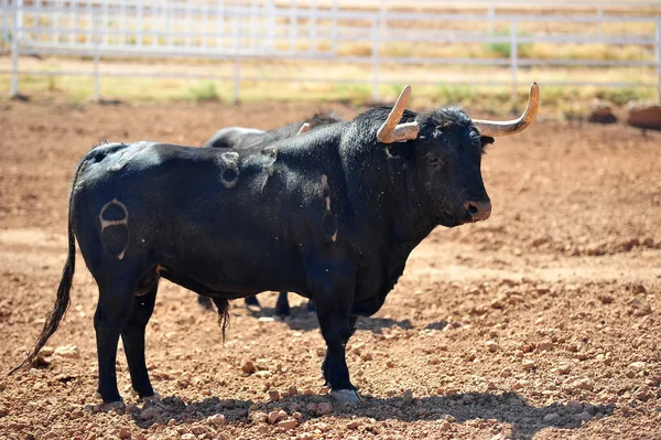 Taureau Dans Champ Espagne — Photo