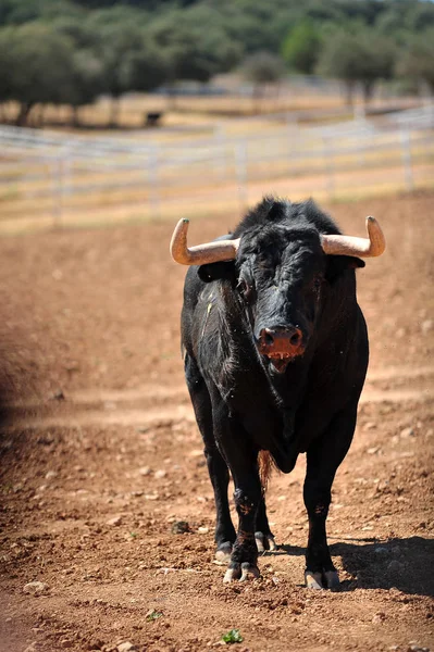 Toro Nel Campo Spagna — Foto Stock