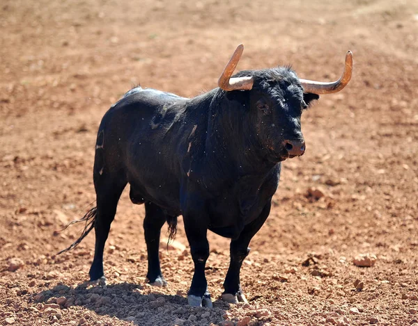 Taureau Dans Champ Espagne — Photo