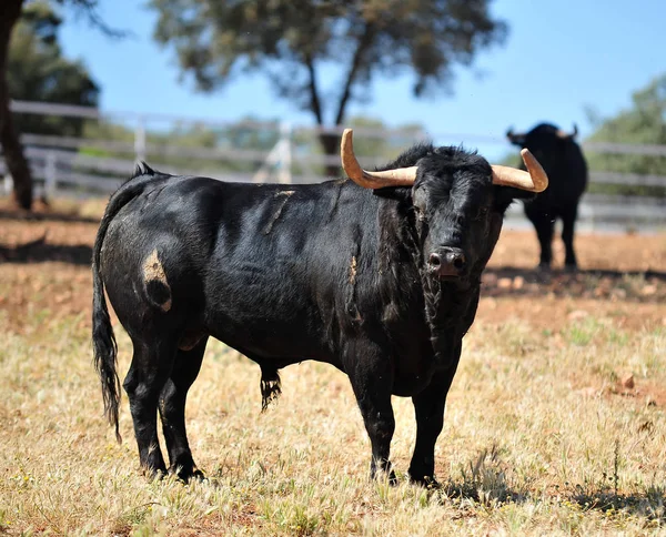 Stier Het Veld Spanje — Stockfoto