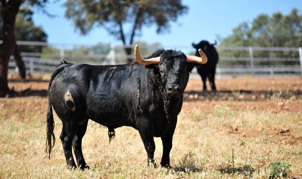 Taureau Dans Champ Espagne — Photo