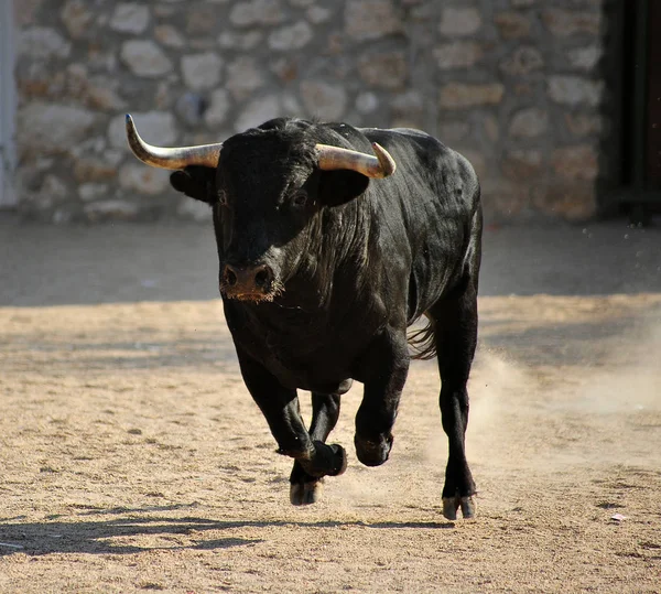 Toro España Corriendo Plaza Toros — Foto de Stock