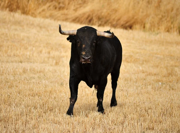 Touro Espanha Correndo Touros — Fotografia de Stock