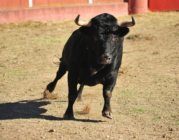 Toro Spagna Esecuzione Bullring — Foto Stock