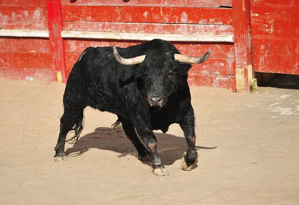 Arena Içinde Çalışan Spanya Boğa — Stok fotoğraf