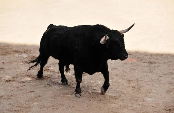 Tjuren Spanien Kör Tjurfäktningsarena — Stockfoto