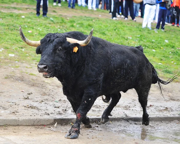 Bull Španělsku Aréně — Stock fotografie