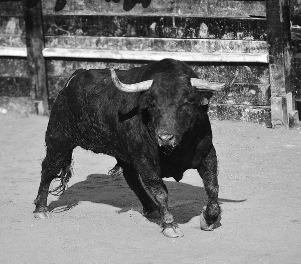 Stier Spanje Uitgevoerd Arena — Stockfoto